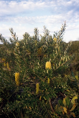 APII jpeg image of Banksia marginata  © contact APII