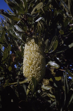 APII jpeg image of Banksia serrata  © contact APII