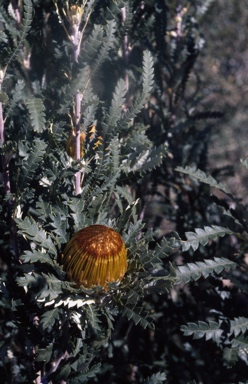 APII jpeg image of Banksia formosa  © contact APII