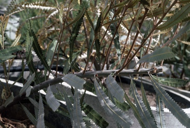 APII jpeg image of Banksia burdettii  © contact APII