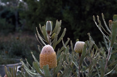 APII jpeg image of Banksia burdettii  © contact APII