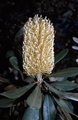 APII jpeg image of Banksia integrifolia  © contact APII