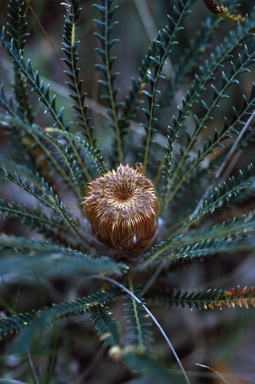 APII jpeg image of Banksia nivea  © contact APII