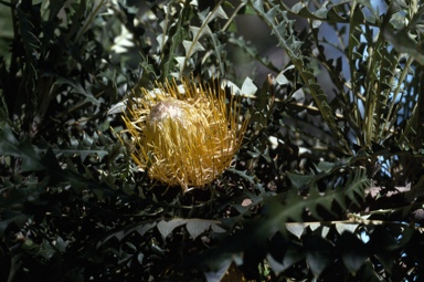 APII jpeg image of Banksia nobilis  © contact APII