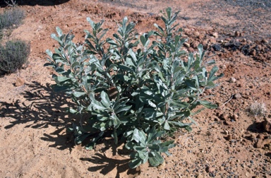 APII jpeg image of Banksia ornata  © contact APII