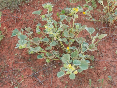 APII jpeg image of Abutilon otocarpum  © contact APII