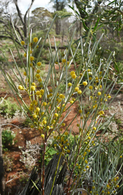 APII jpeg image of Acacia loderi  © contact APII