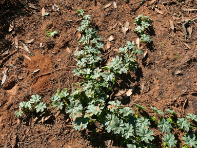 APII jpeg image of Austrobryonia micrantha  © contact APII