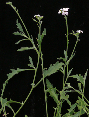 APII jpeg image of Blennodia canescens  © contact APII