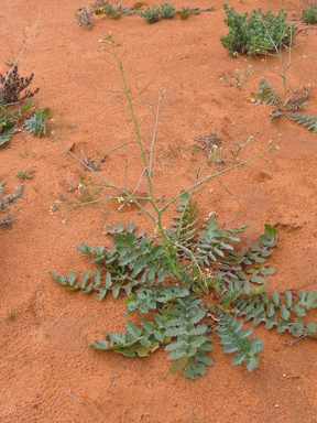 APII jpeg image of Brassica tournefortii  © contact APII