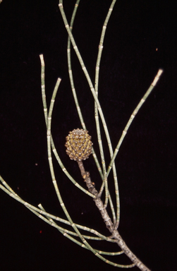 APII jpeg image of Casuarina pauper  © contact APII