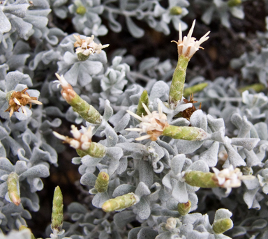 APII jpeg image of Cratystylis conocephala  © contact APII