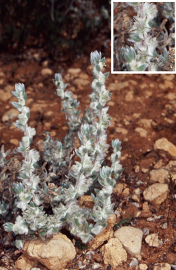 APII jpeg image of Eriochiton sclerolaenoides  © contact APII