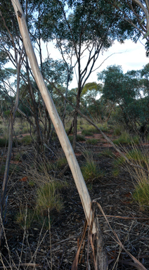 APII jpeg image of Eucalyptus dumosa  © contact APII