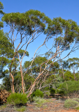 APII jpeg image of Eucalyptus oleosa subsp. oleosa  © contact APII