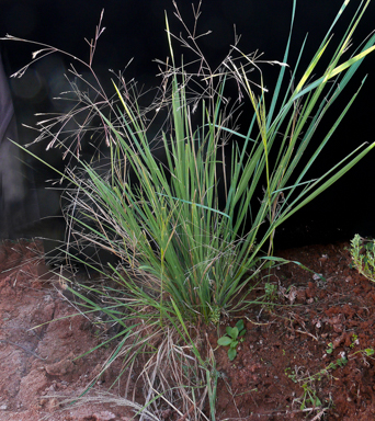 APII jpeg image of Lachnagrostis filiformis  © contact APII