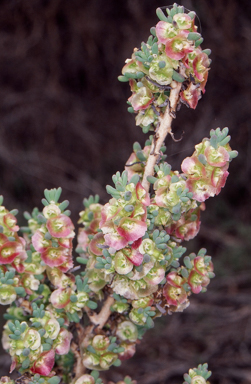 APII jpeg image of Maireana pentatropis  © contact APII