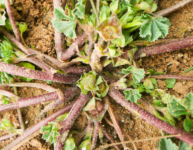 APII jpeg image of Malva parviflora  © contact APII