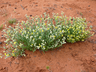 APII jpeg image of Rhodanthe moschata  © contact APII