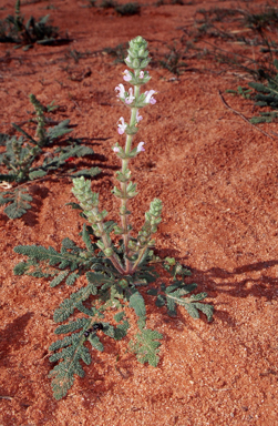 APII jpeg image of Salvia verbenaca  © contact APII