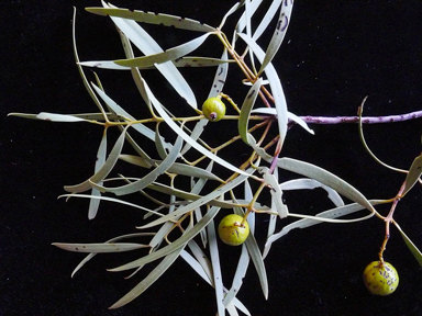 APII jpeg image of Santalum acuminatum  © contact APII