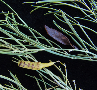 APII jpeg image of Senna artemisioides subsp. x petiolaris  © contact APII