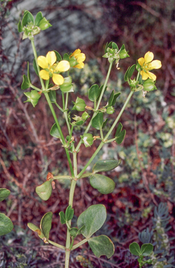 APII jpeg image of Roepera apiculata  © contact APII