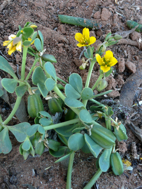 APII jpeg image of Roepera glauca  © contact APII