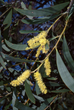 APII jpeg image of Acacia georgensis  © contact APII
