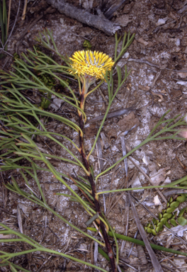 APII jpeg image of Isopogon prostratus  © contact APII