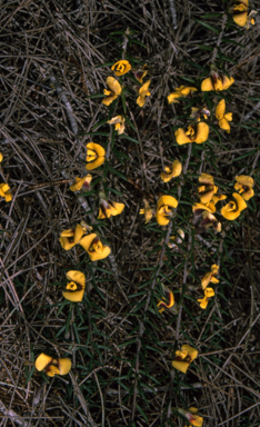 APII jpeg image of Mirbelia baueri  © contact APII