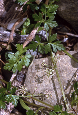 APII jpeg image of Apium prostratum var. filiforme  © contact APII