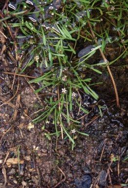 APII jpeg image of Limosella australis  © contact APII