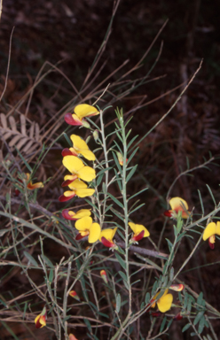 APII jpeg image of Bossiaea heterophylla  © contact APII