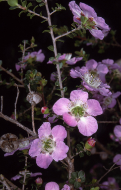 APII jpeg image of Leptospermum rotundifolium  © contact APII