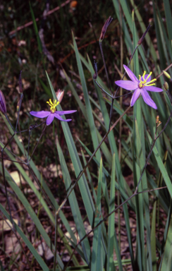 APII jpeg image of Thelionema caespitosum  © contact APII