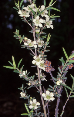 APII jpeg image of Leptospermum polygalifolium subsp. polygalifolium  © contact APII