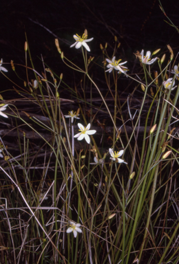 APII jpeg image of Thelionema caespitosum  © contact APII