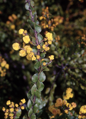 APII jpeg image of Acacia costiniana  © contact APII