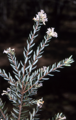 APII jpeg image of Acrothamnus hookeri  © contact APII