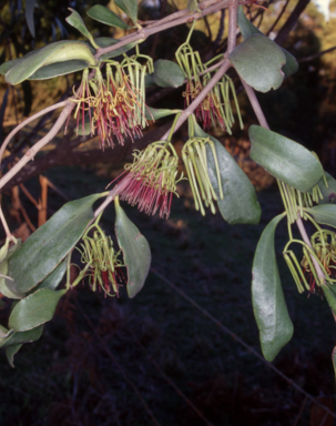 APII jpeg image of Amyema congener subsp. congener  © contact APII