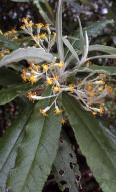 APII jpeg image of Bedfordia arborescens  © contact APII