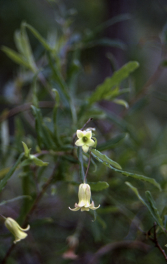 APII jpeg image of Billardiera scandens  © contact APII