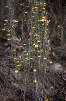 APII jpeg image of Bossiaea heterophylla  © contact APII