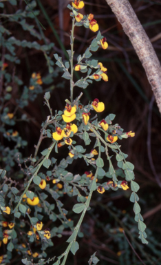 APII jpeg image of Bossiaea rhombifolia  © contact APII