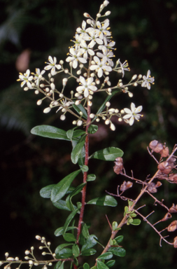 APII jpeg image of Bursaria spinosa subsp. spinosa  © contact APII