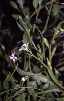 APII jpeg image of Cakile maritima  © contact APII