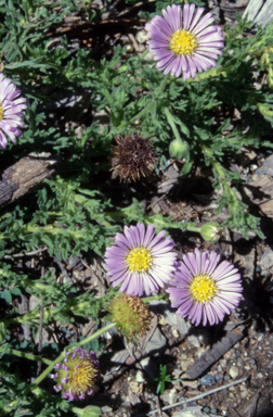 APII jpeg image of Calotis glandulosa  © contact APII