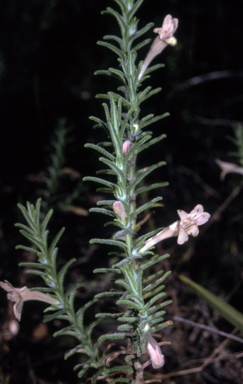 APII jpeg image of Chloanthes stoechadis  © contact APII