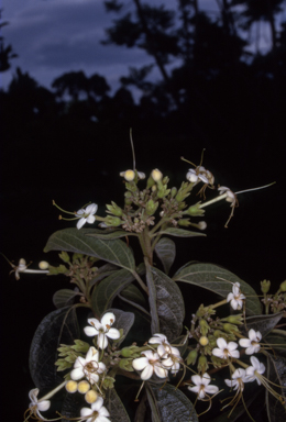 APII jpeg image of Clerodendrum tomentosum  © contact APII